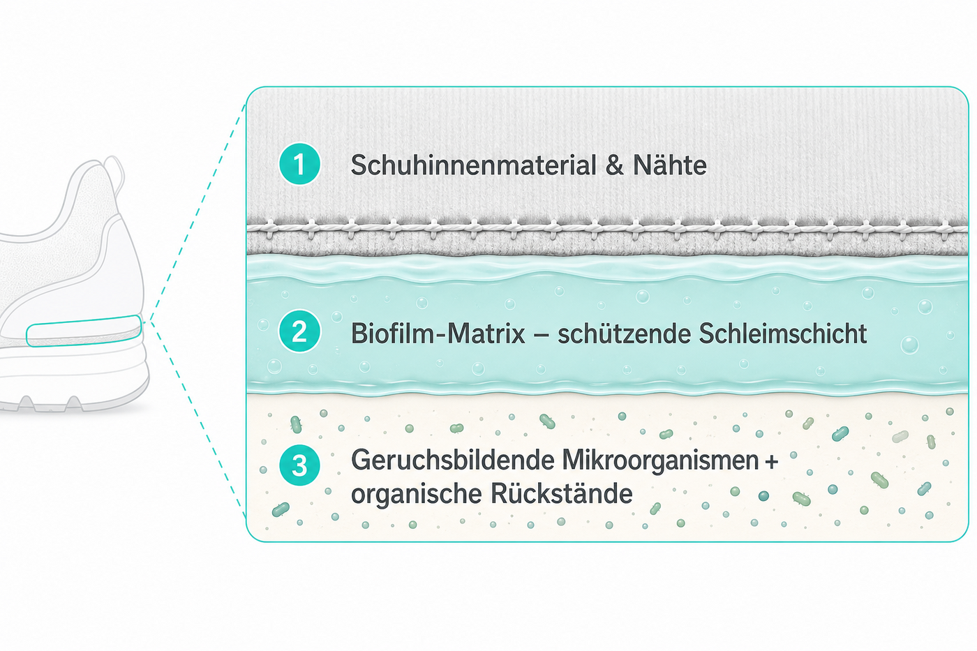 Biofilm im Schuh – Schichten aus Material, Matrix und Mikroorganismen