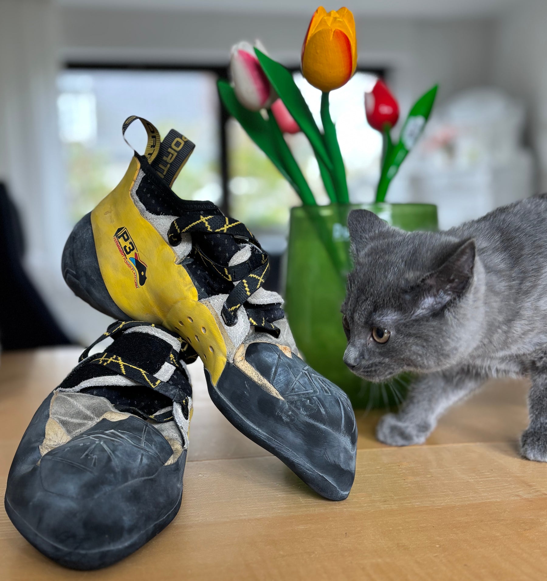 Katze schnuppert neugierig an Kletterschuhen La Sportiva